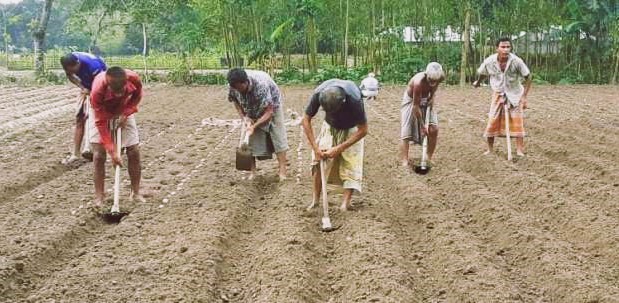 আগাম আলু চাষ