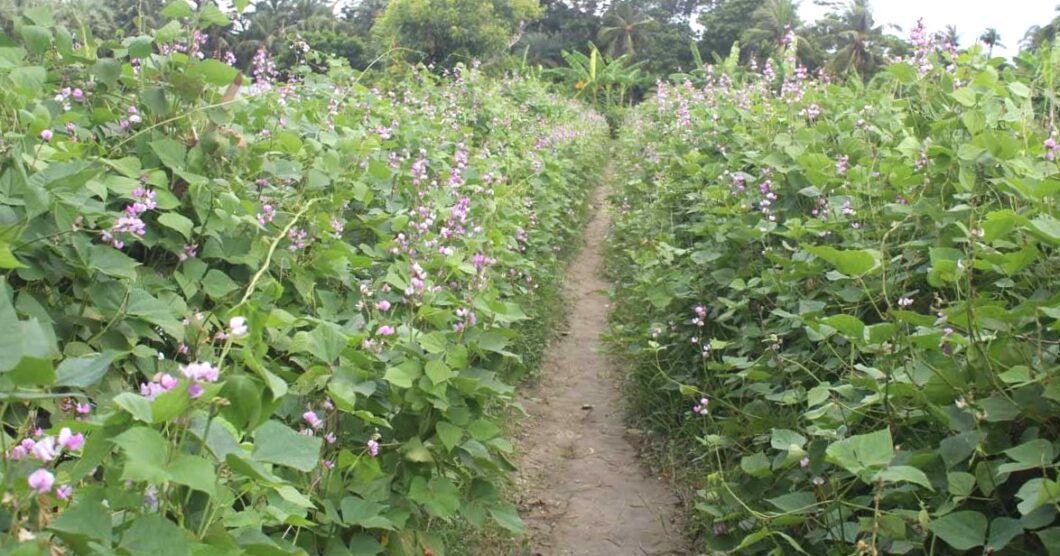 আগাম জাতের শিম চাষ