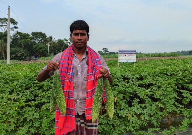 নিরাপদ প্রযুক্তিতে করলা চাষ