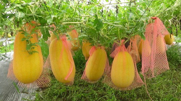 সবুজ রঙের তরমুজ চাষ