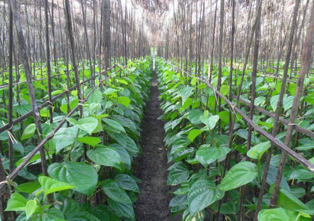 পানক্ষেত পানের বরজ