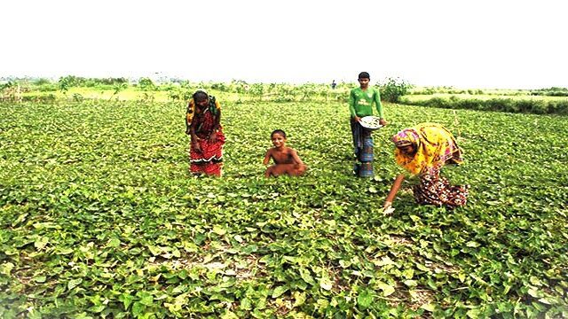 পটলের বাম্পার ফলন