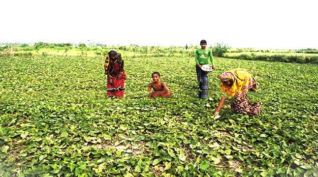 পটলের বাম্পার ফলন