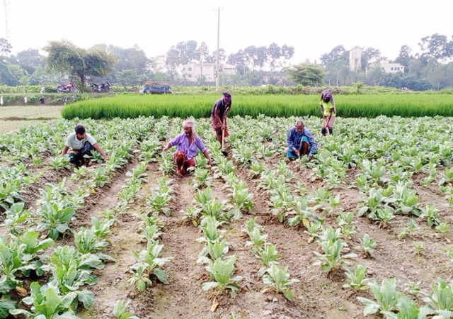 দিনাজপুর সবজি নয়াকৃষি