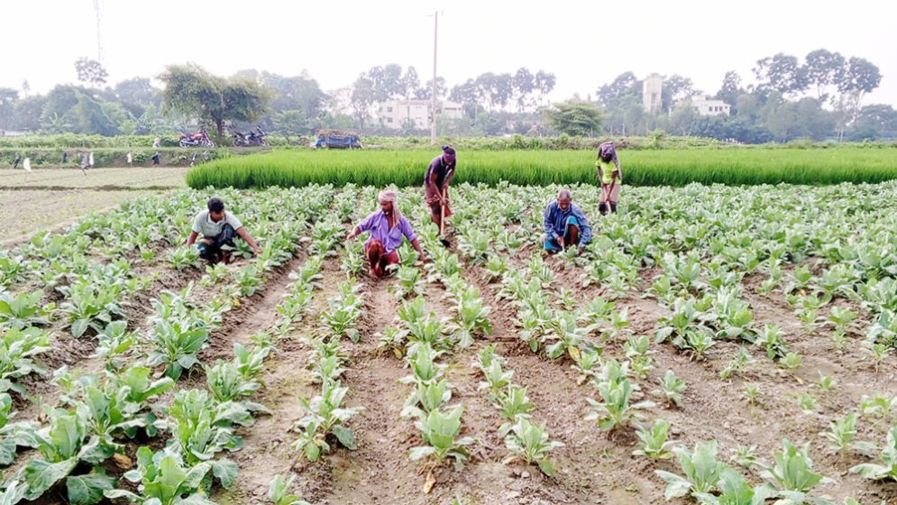 দিনাজপুর সবজি নয়াকৃষি