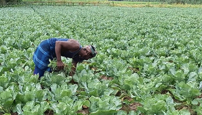 বাজারে আসতে শুরু করেছে চরাঞ্চলের শীতকালীন সবজি